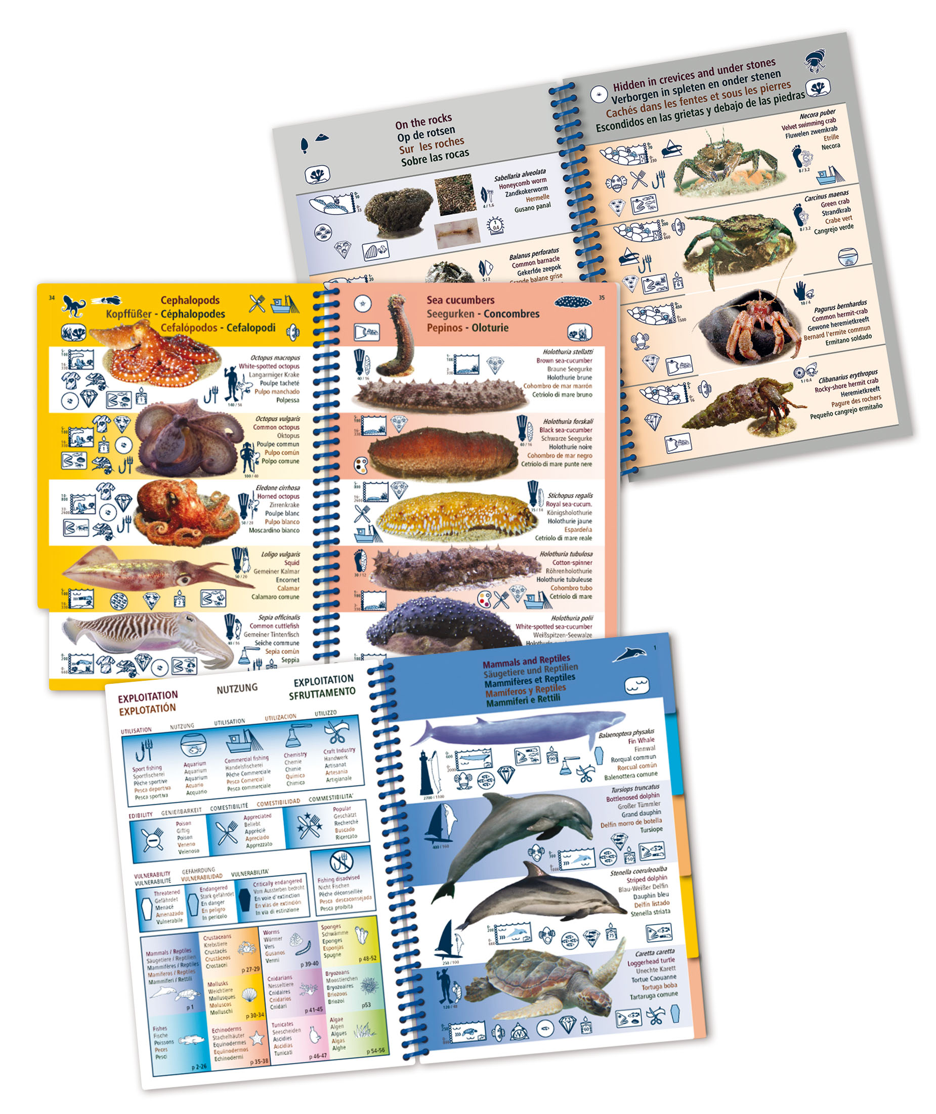 Guide marée pictolife marée basse - imagine 3
